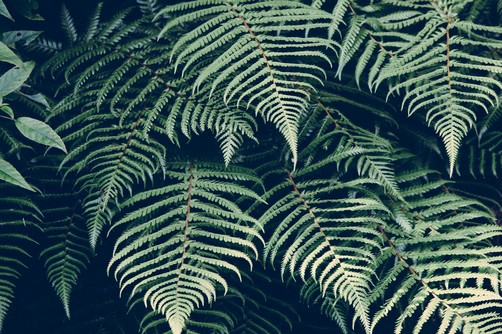 Fern Tree Macro