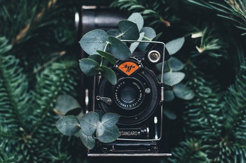 Eucalyptus & Photography